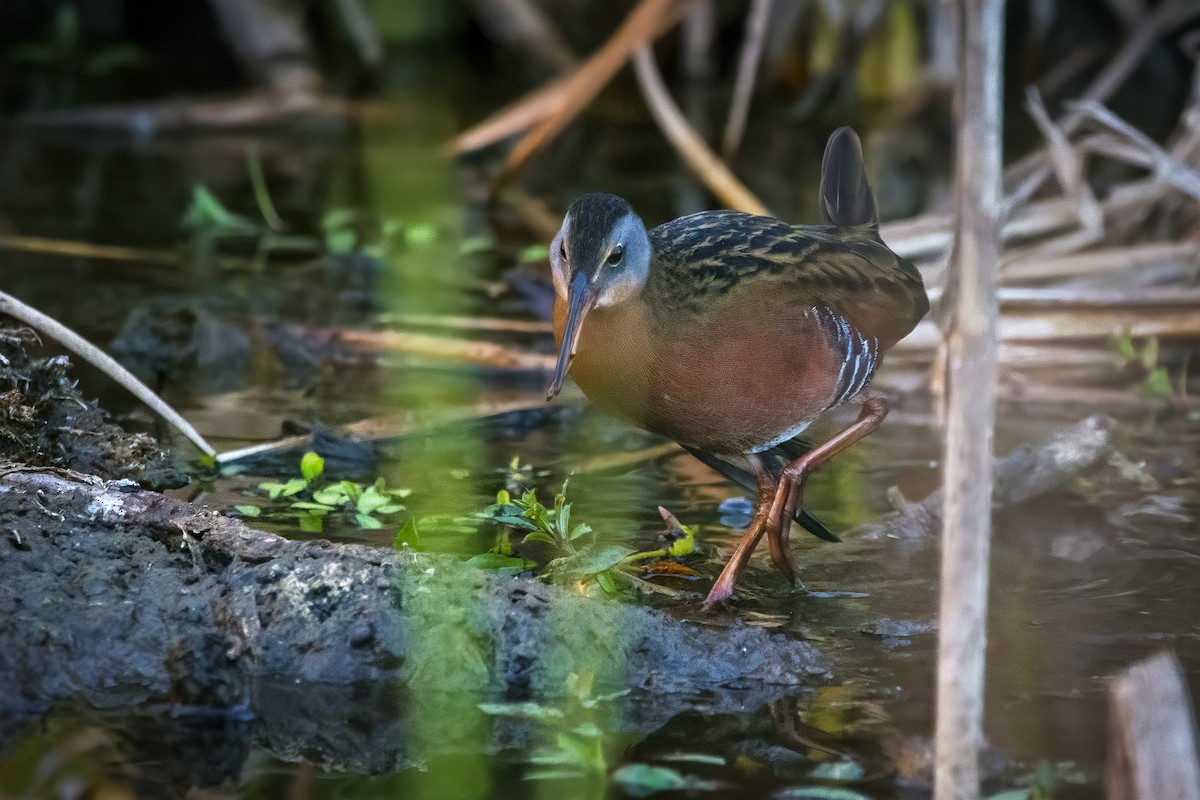 Virginia Rail - ML643626821