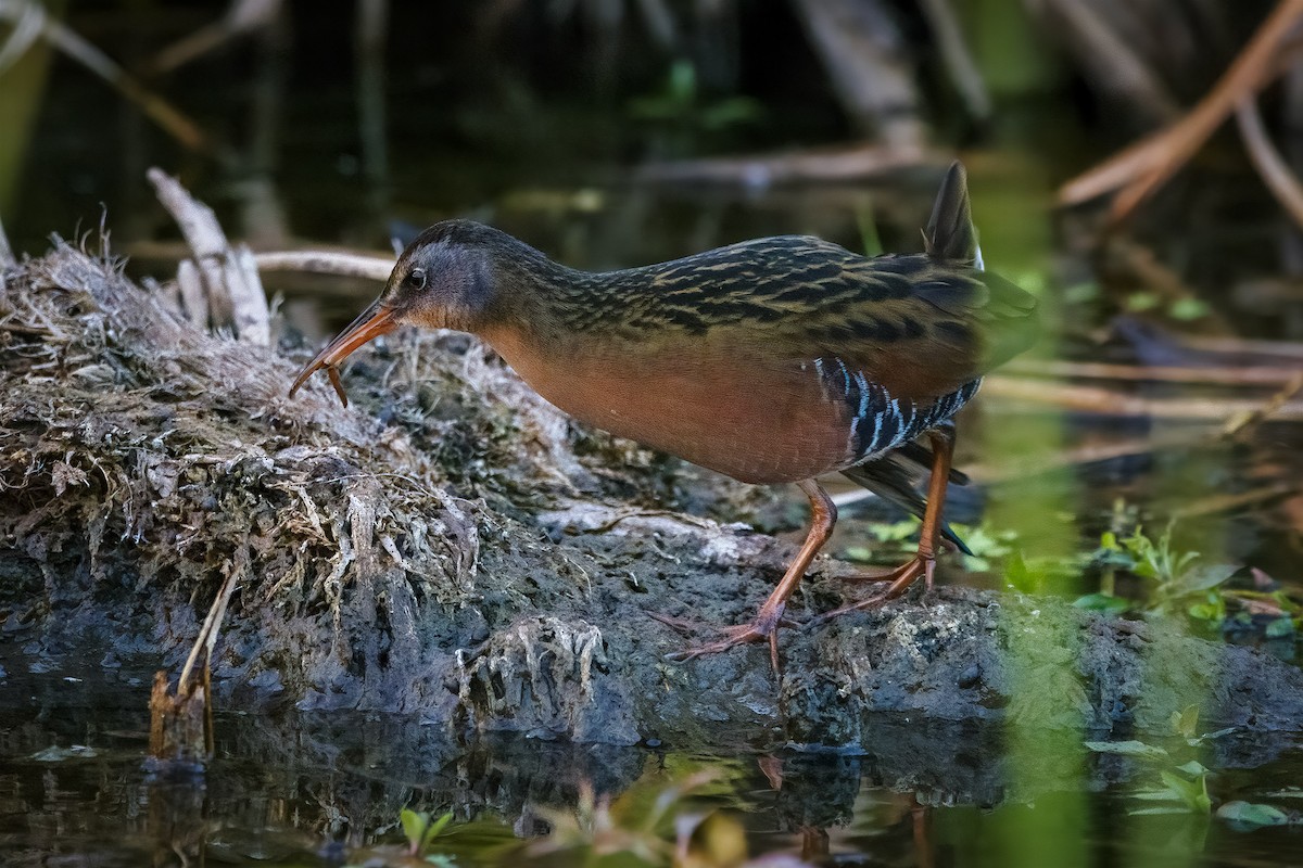 Virginia Rail - ML643626823