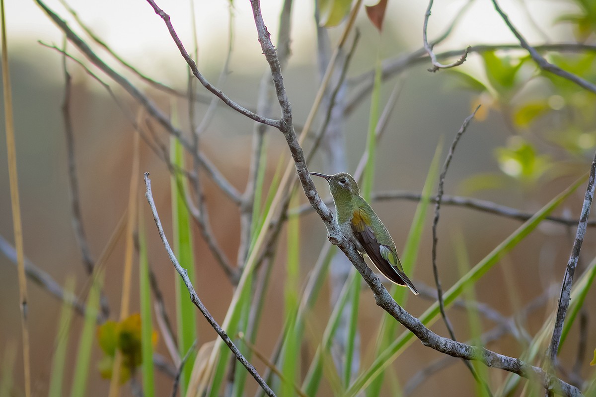 White-tailed Goldenthroat - ML643626831