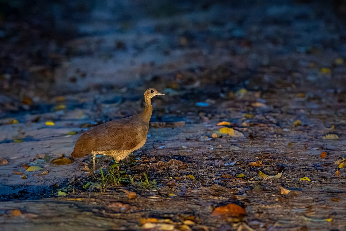 Solitary Tinamou - ML643626839
