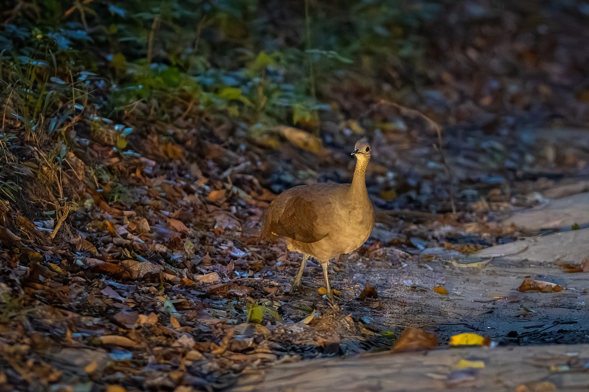 Solitary Tinamou - ML643626840