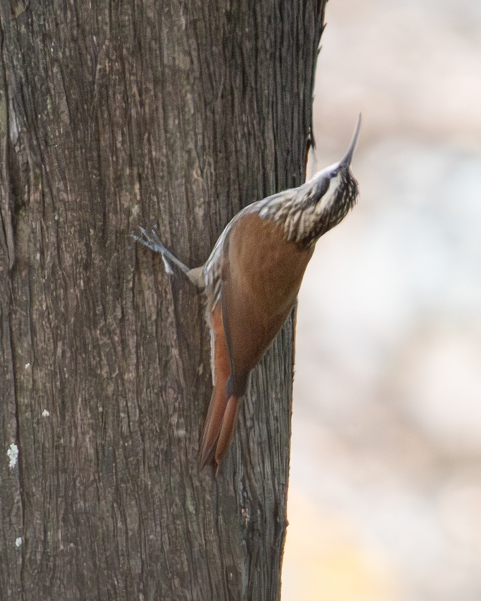 Narrow-billed Woodcreeper - ML643626846