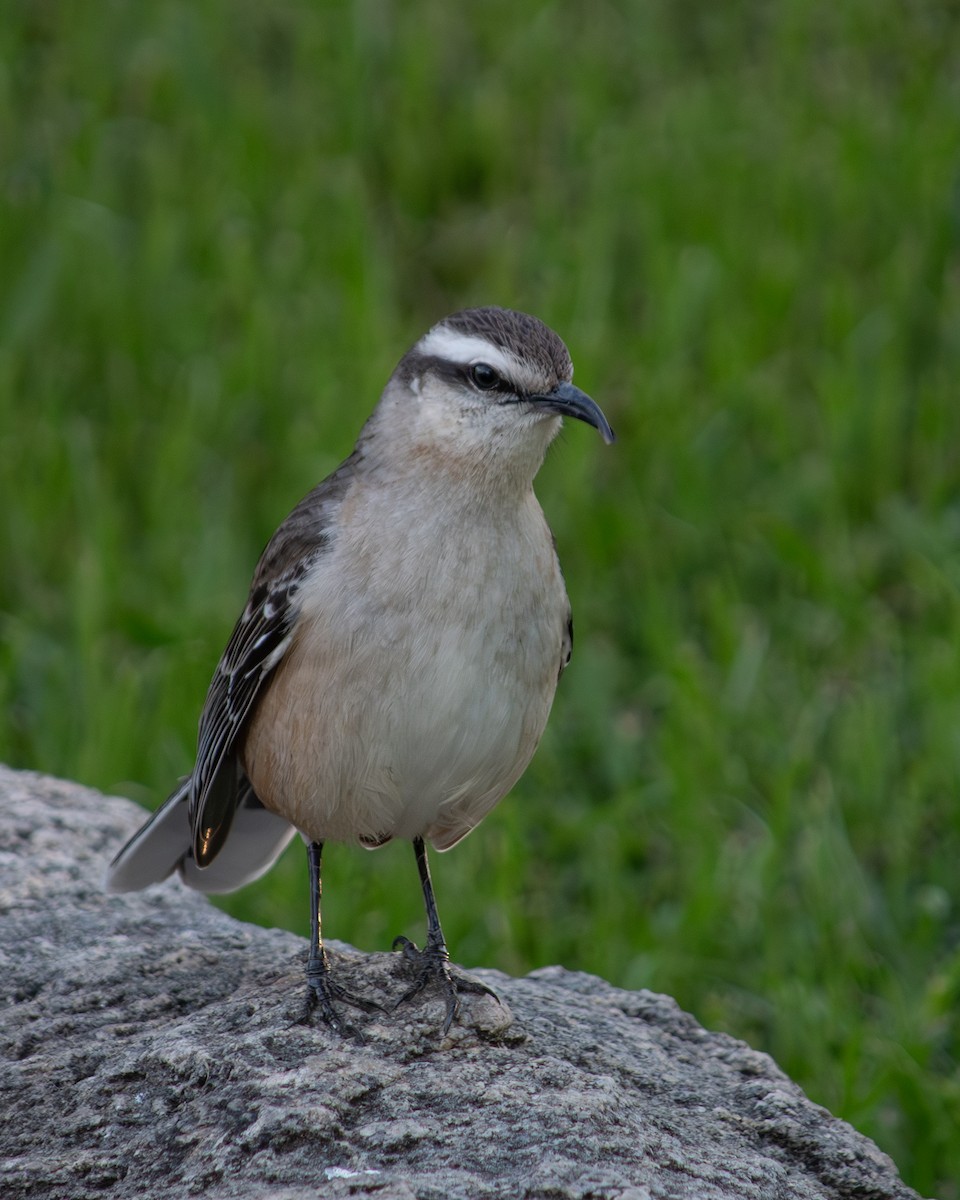 Chalk-browed Mockingbird - ML643626863