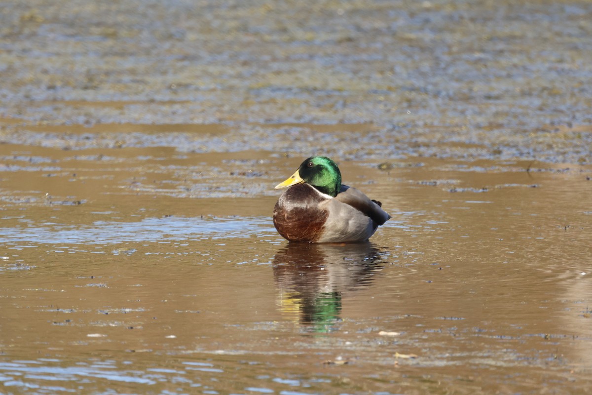 Yeşilbaş - ML643626898