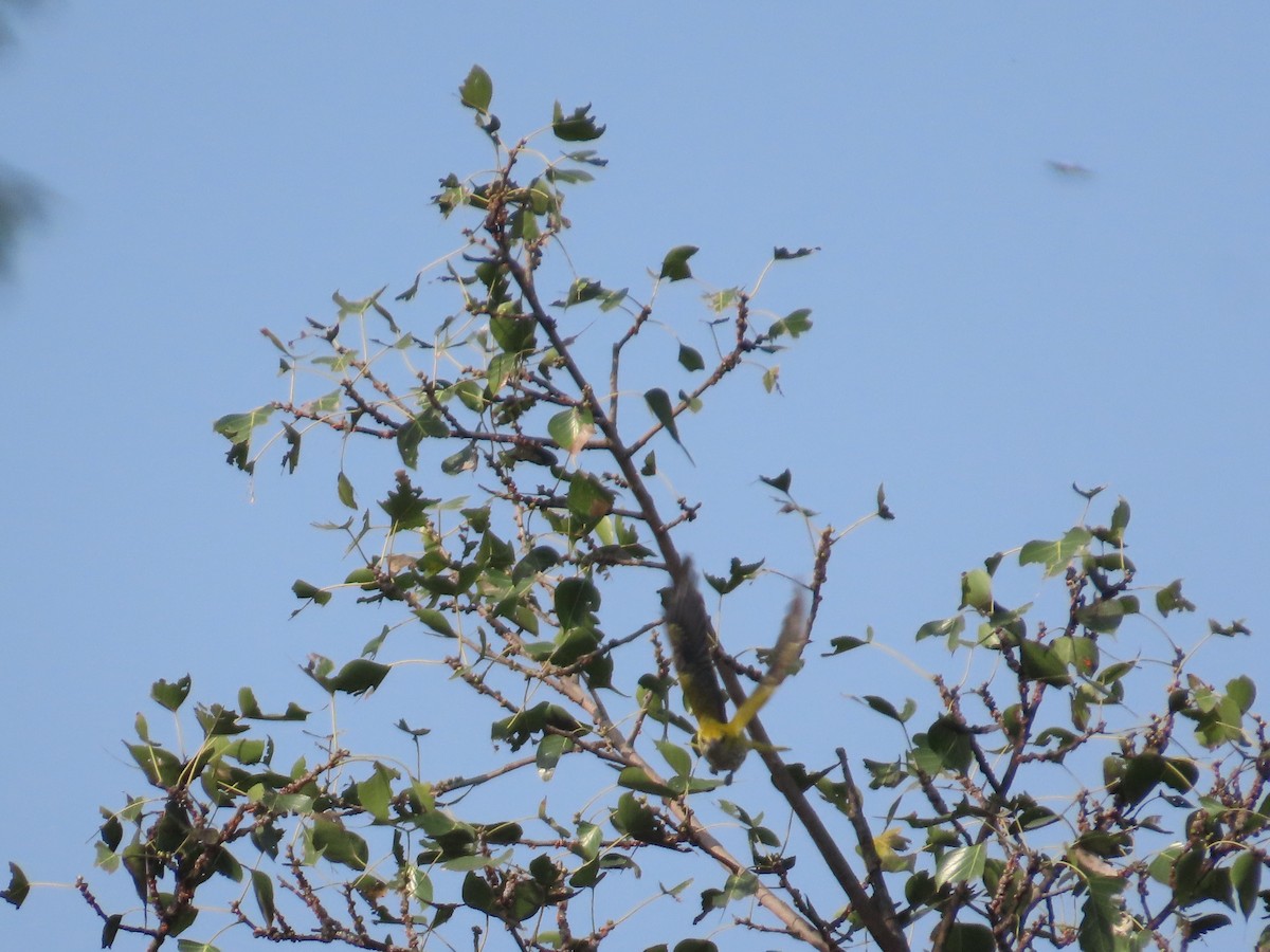 Indian Golden Oriole - ML643626899