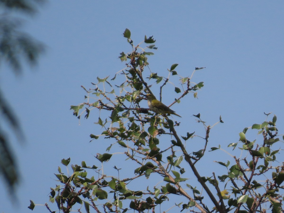 Indian Golden Oriole - ML643626900
