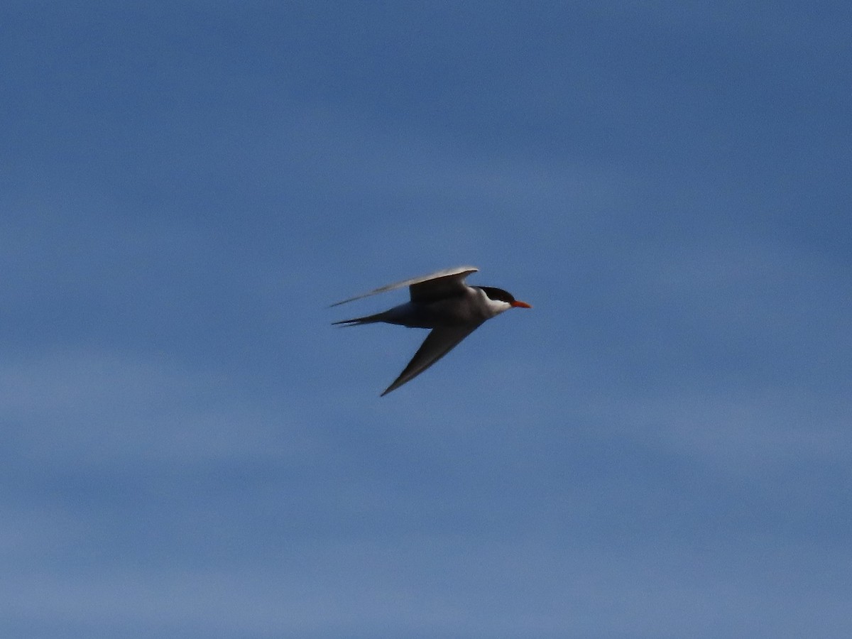 Black-fronted Tern - ML643626937