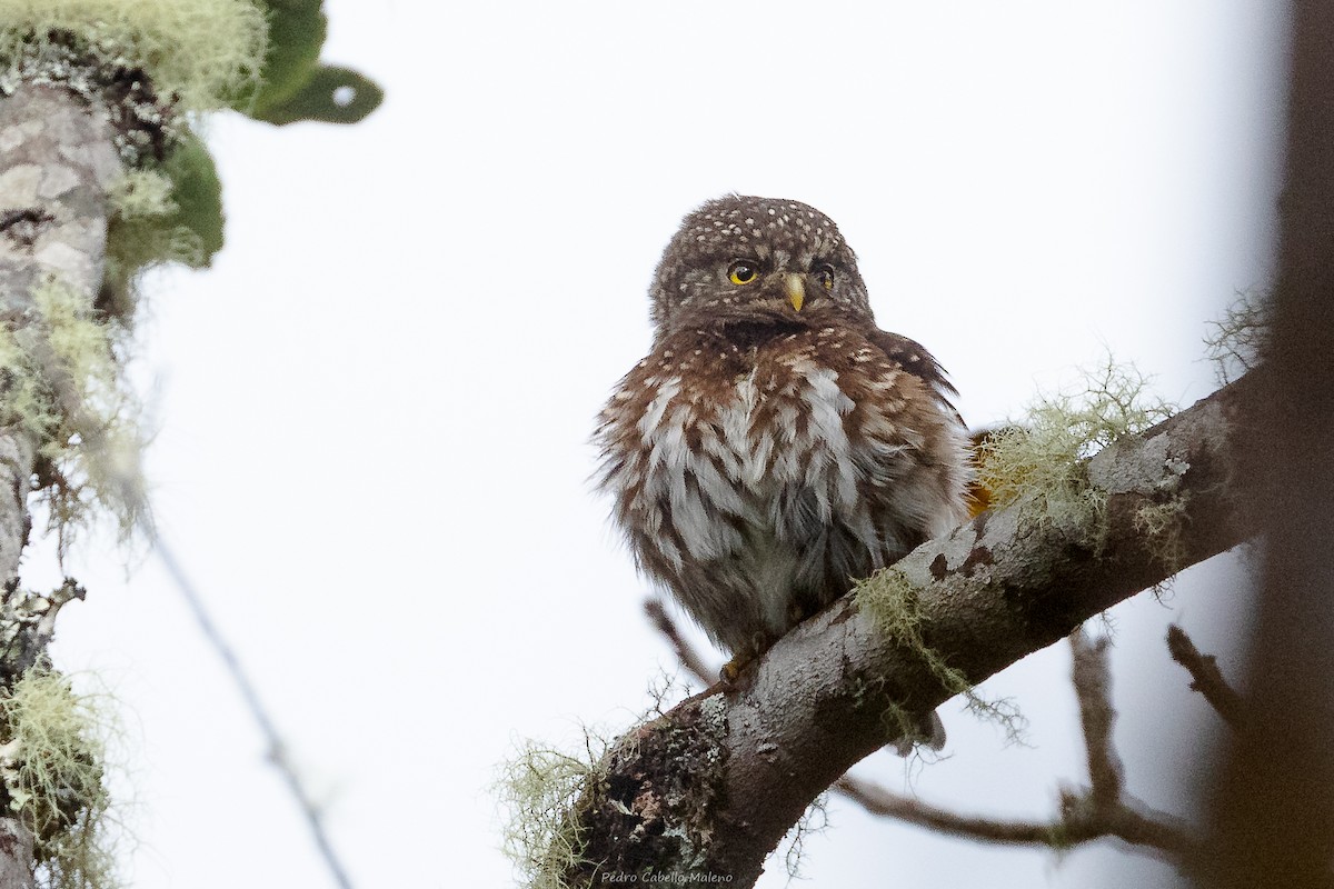Andean Pygmy-Owl - ML643626943