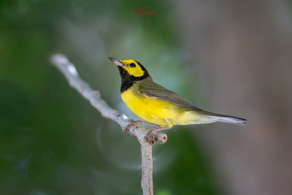 Hooded Warbler - ML643626954