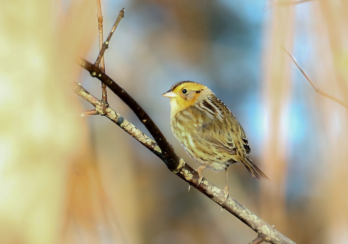 Nelson's Sparrow (Interior) - ML643626966