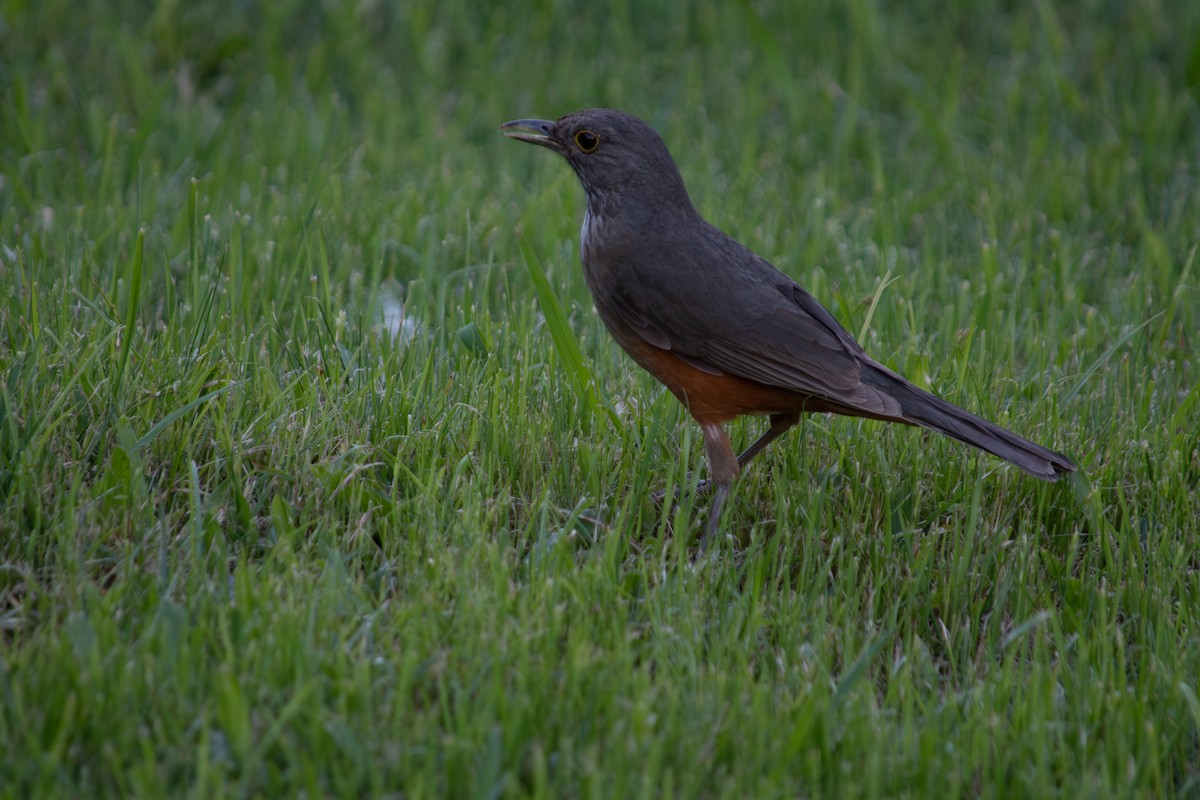 Rufous-bellied Thrush - ML643626978