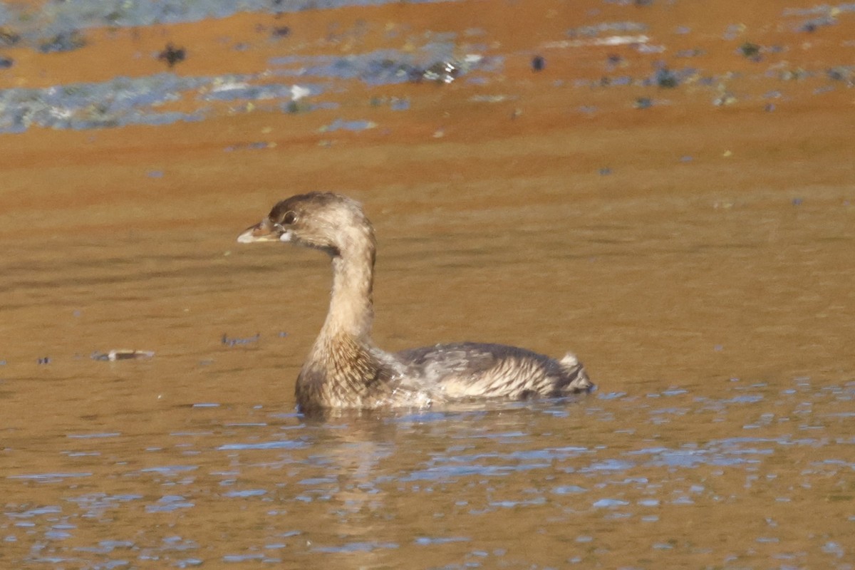 Kalın Gagalı Batağan - ML643626987