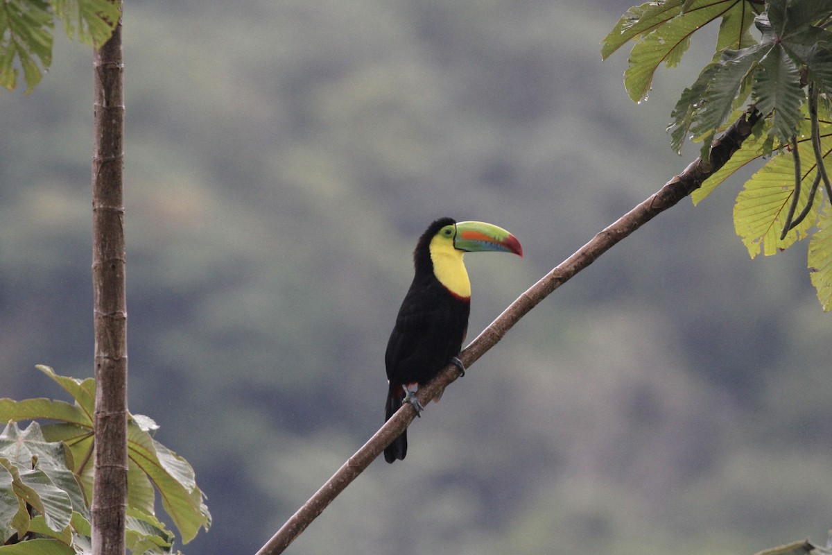 Keel-billed Toucan - ML643627005