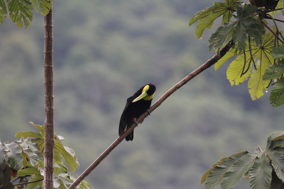 Keel-billed Toucan - ML643627006