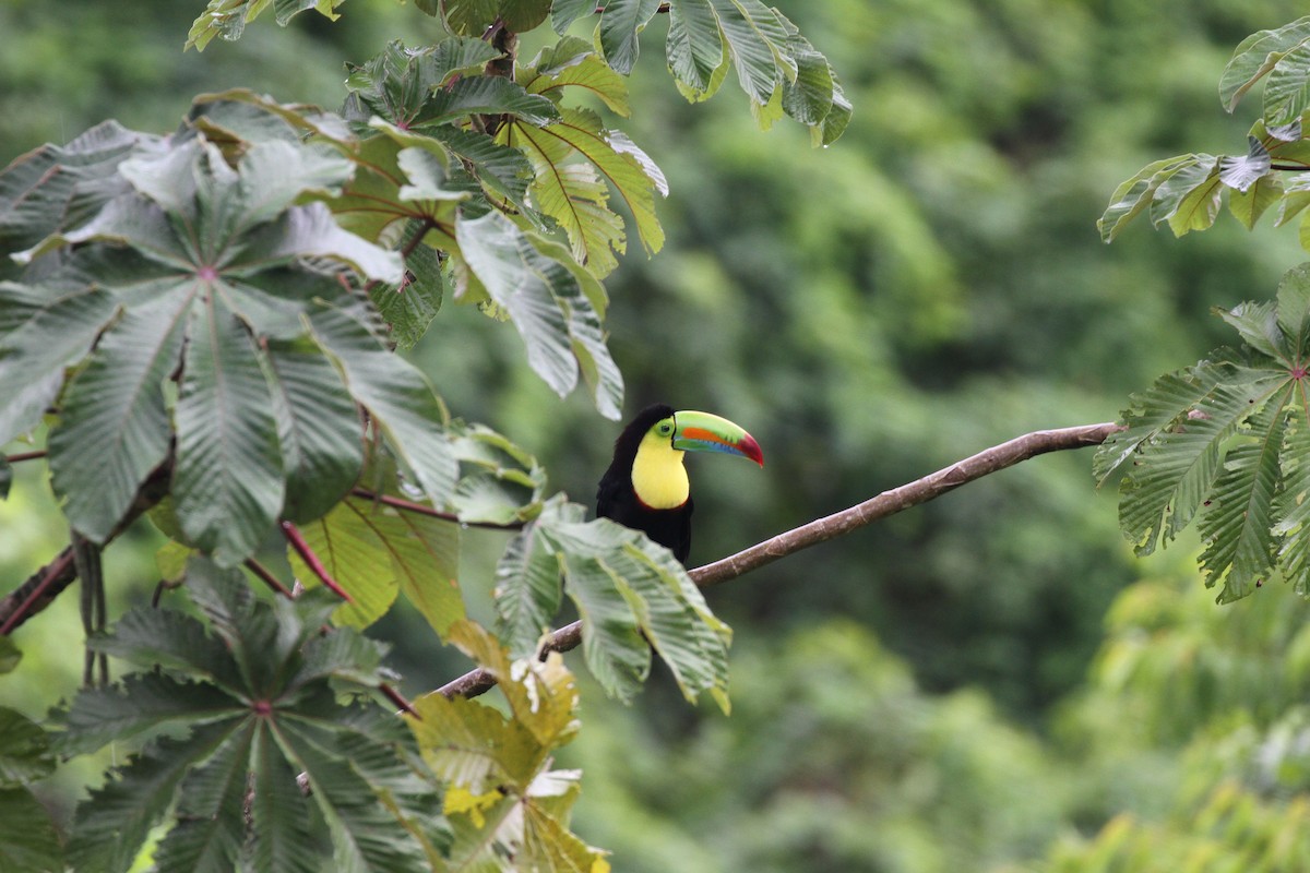 Keel-billed Toucan - ML643627007