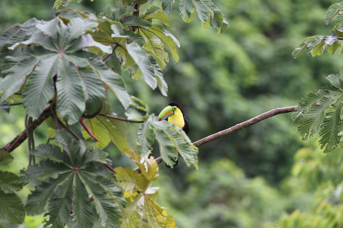 Keel-billed Toucan - ML643627009