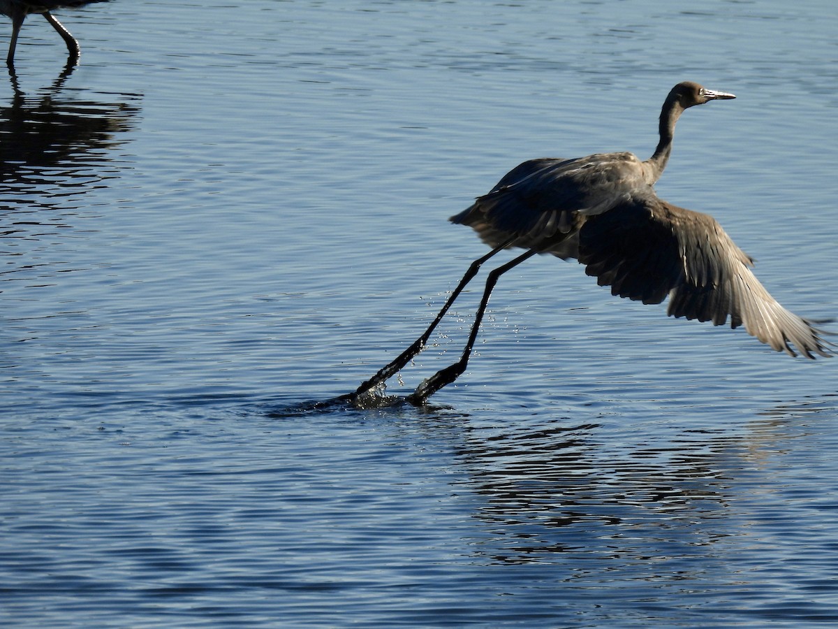 Reddish Egret - ML643627029