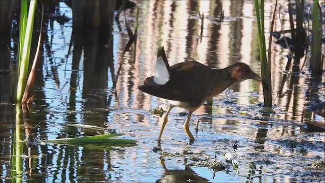 Purple Gallinule - ML643627031