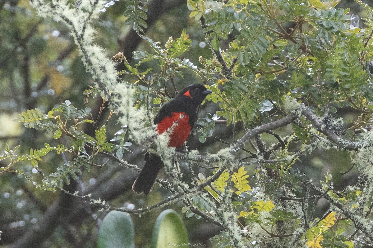 Scarlet-bellied Mountain Tanager - ML643627052