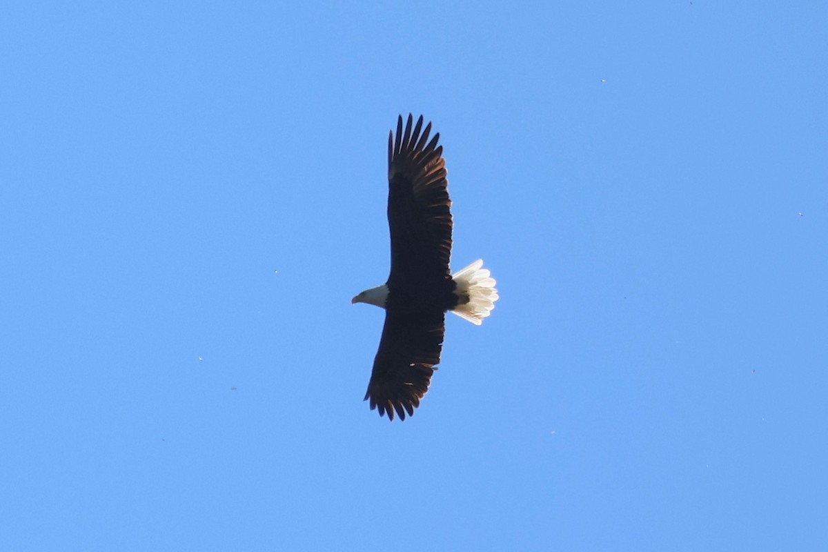 Ak Başlı Kartal - ML643627104