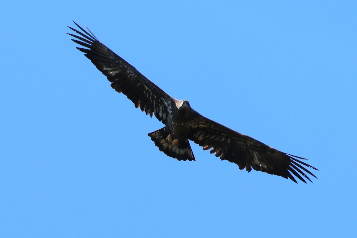 Ak Başlı Kartal - ML643627105