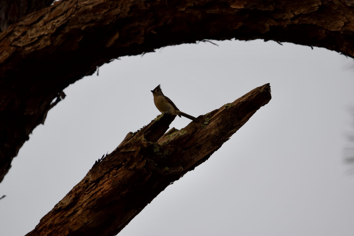 Tufted Titmouse - ML643627126