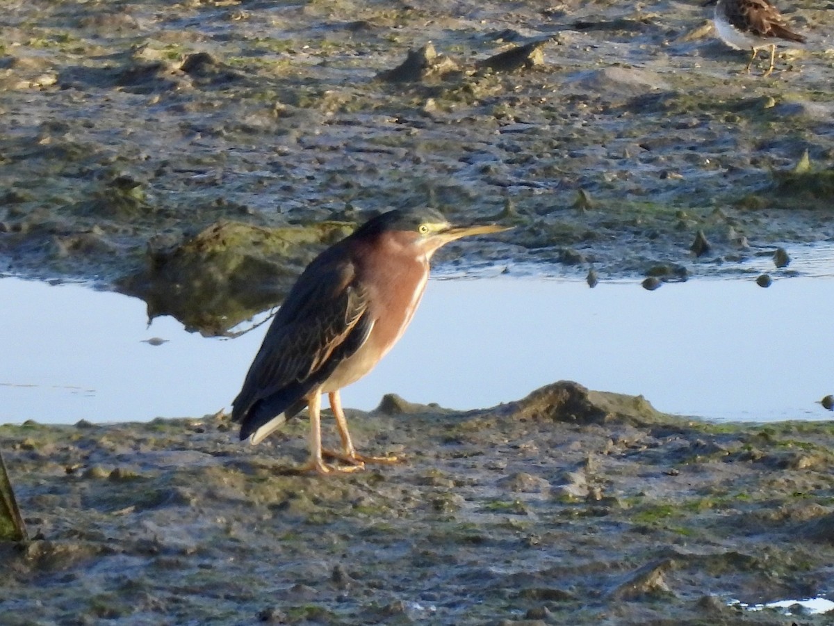 Green Heron - ML643627128