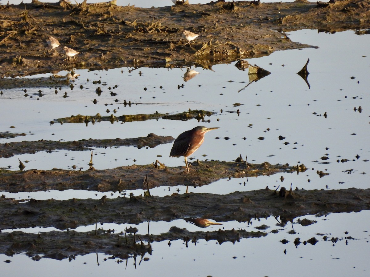 Green Heron - ML643627129