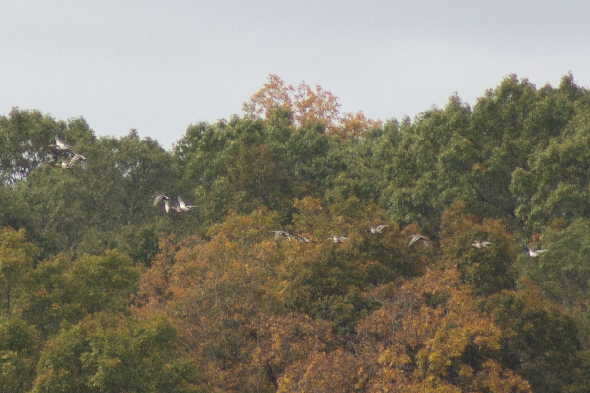 Canard colvert - ML643627130