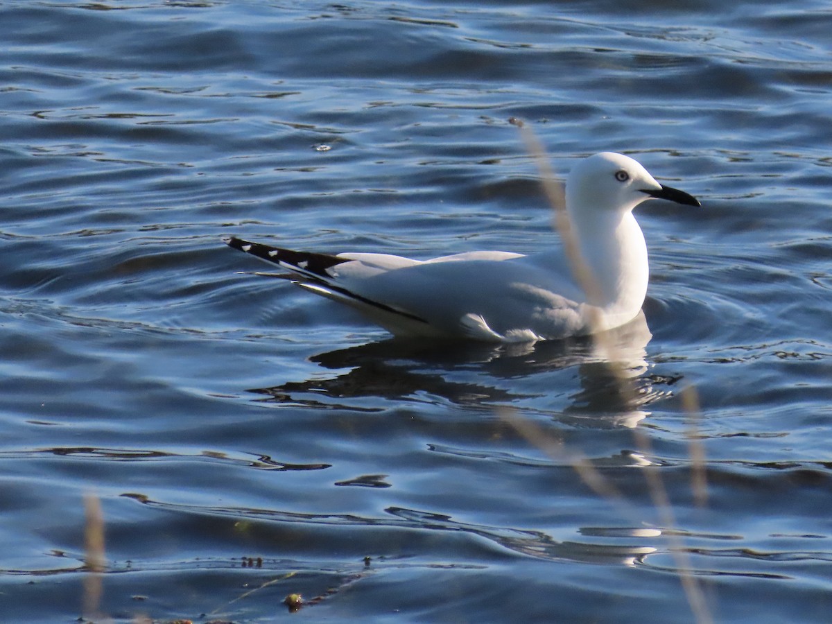 Маорийская чайка - ML643627135