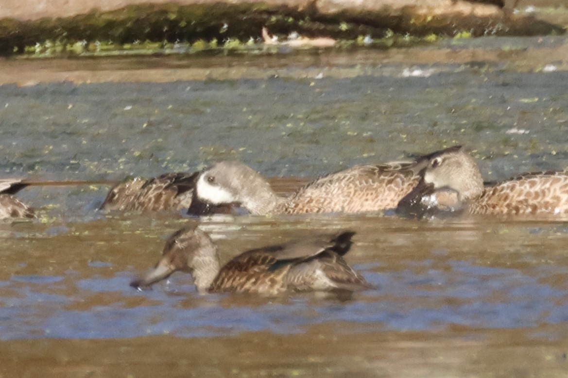 Mavi Kanatlı Ördek - ML643627136