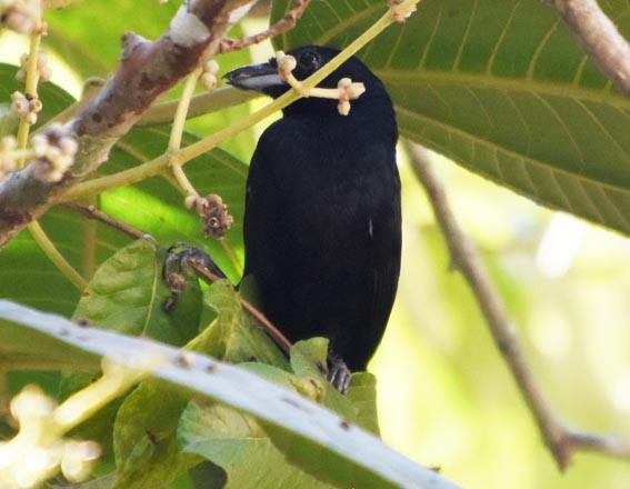 Ruby-crowned Tanager - ML643627139