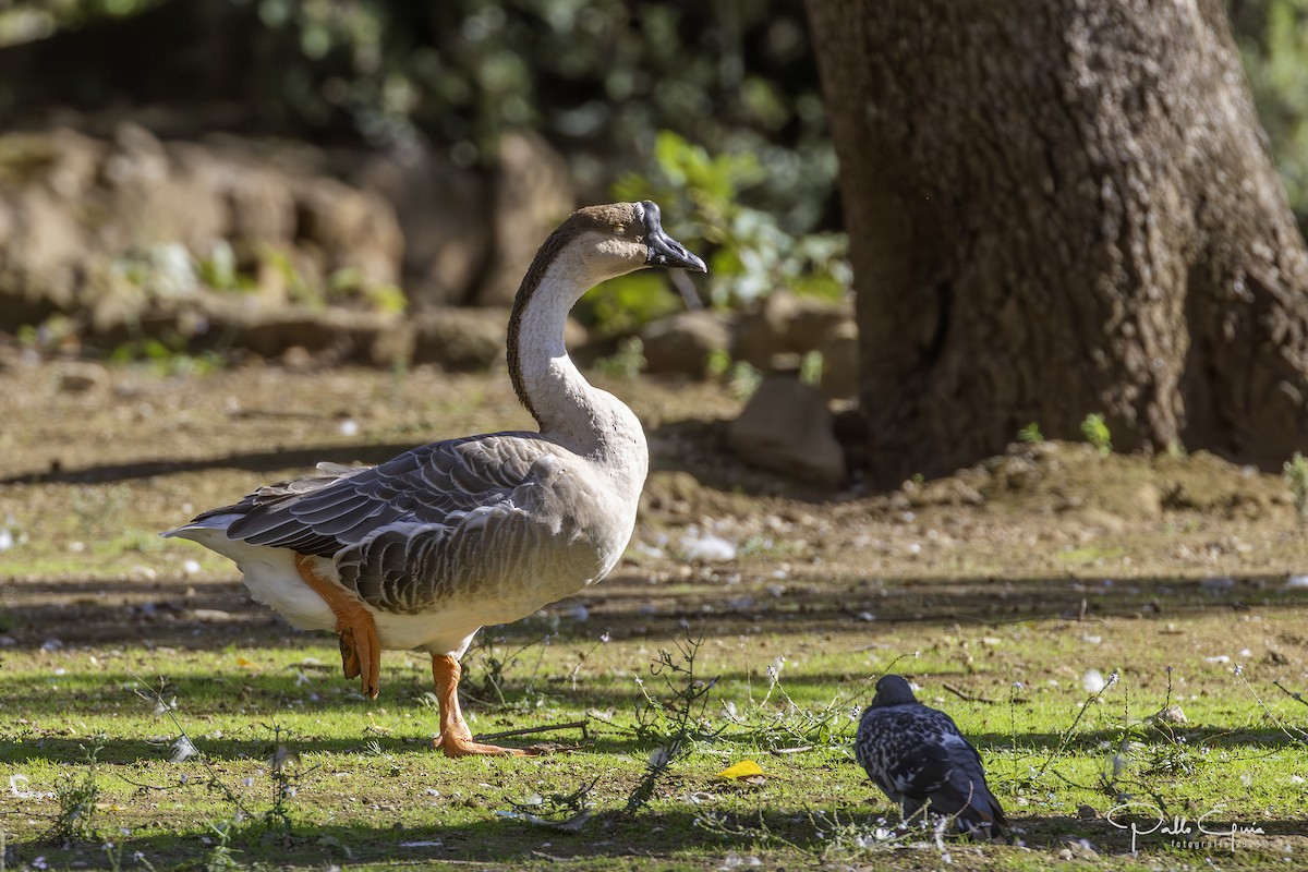 Swan Goose (Domestic type) - ML643627144