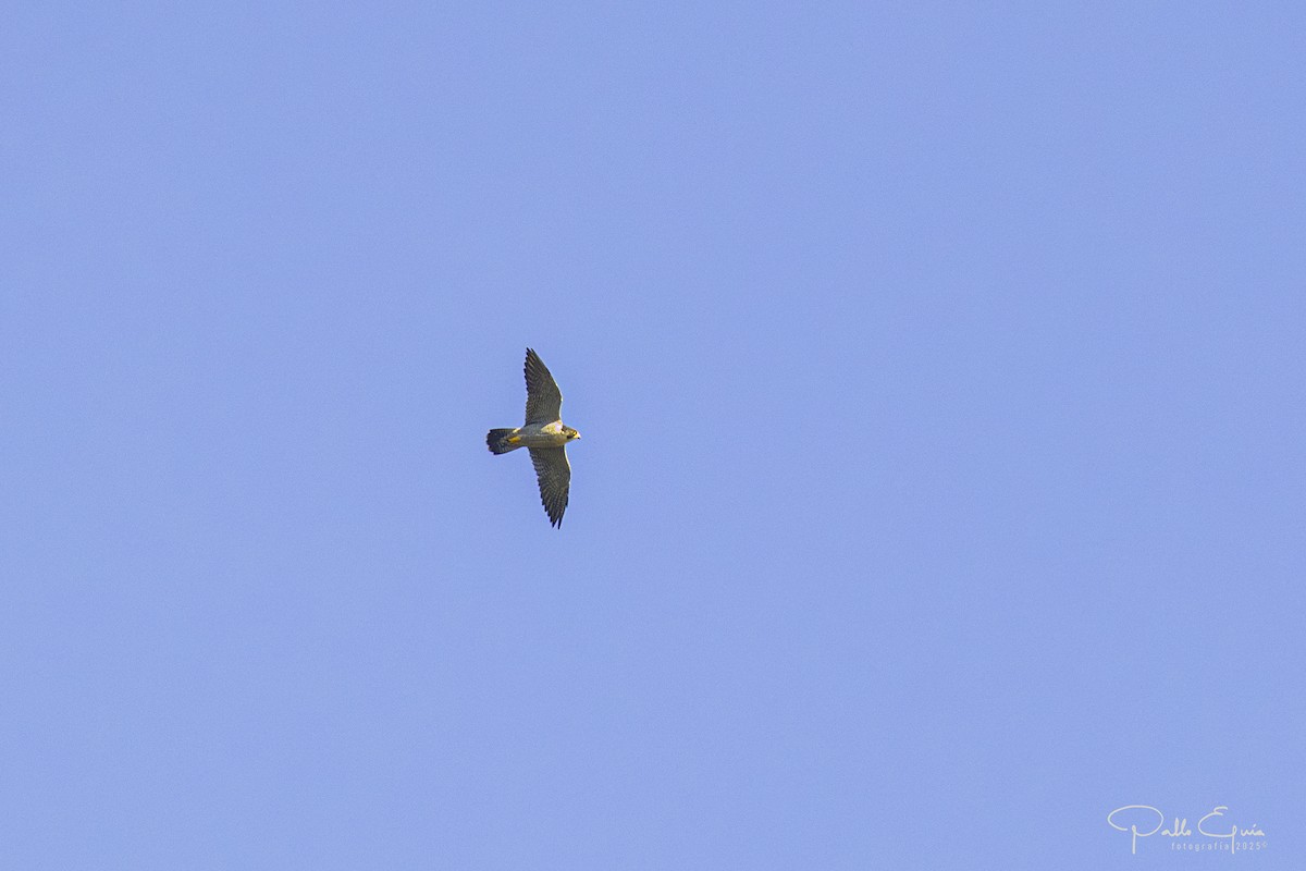 Peregrine Falcon - ML643627147