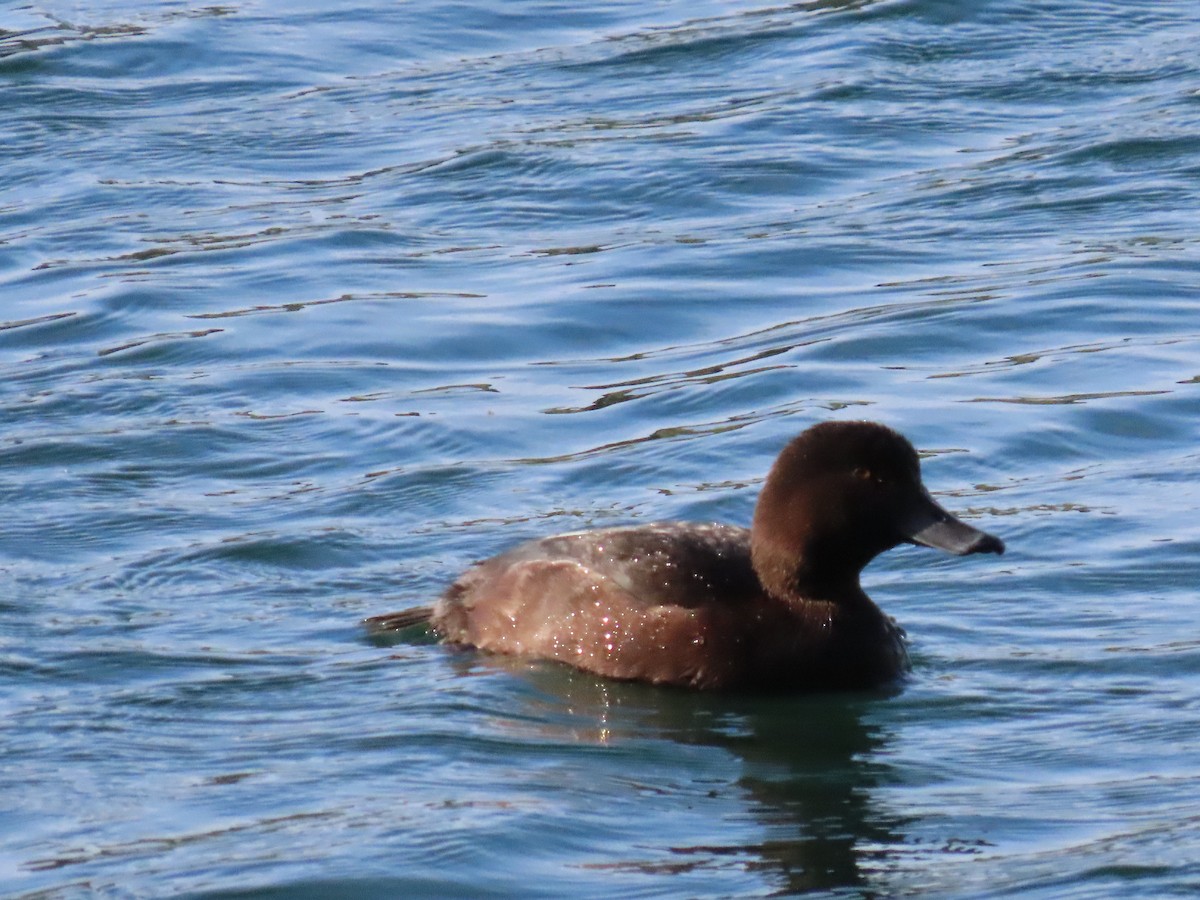 New Zealand Scaup - ML643627177