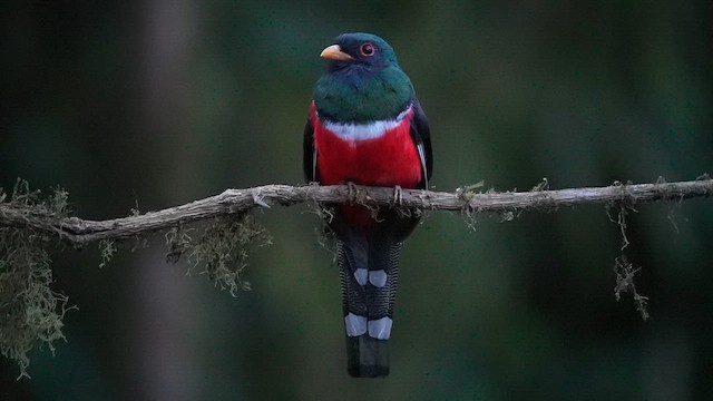 Trogon masqué - ML643627181