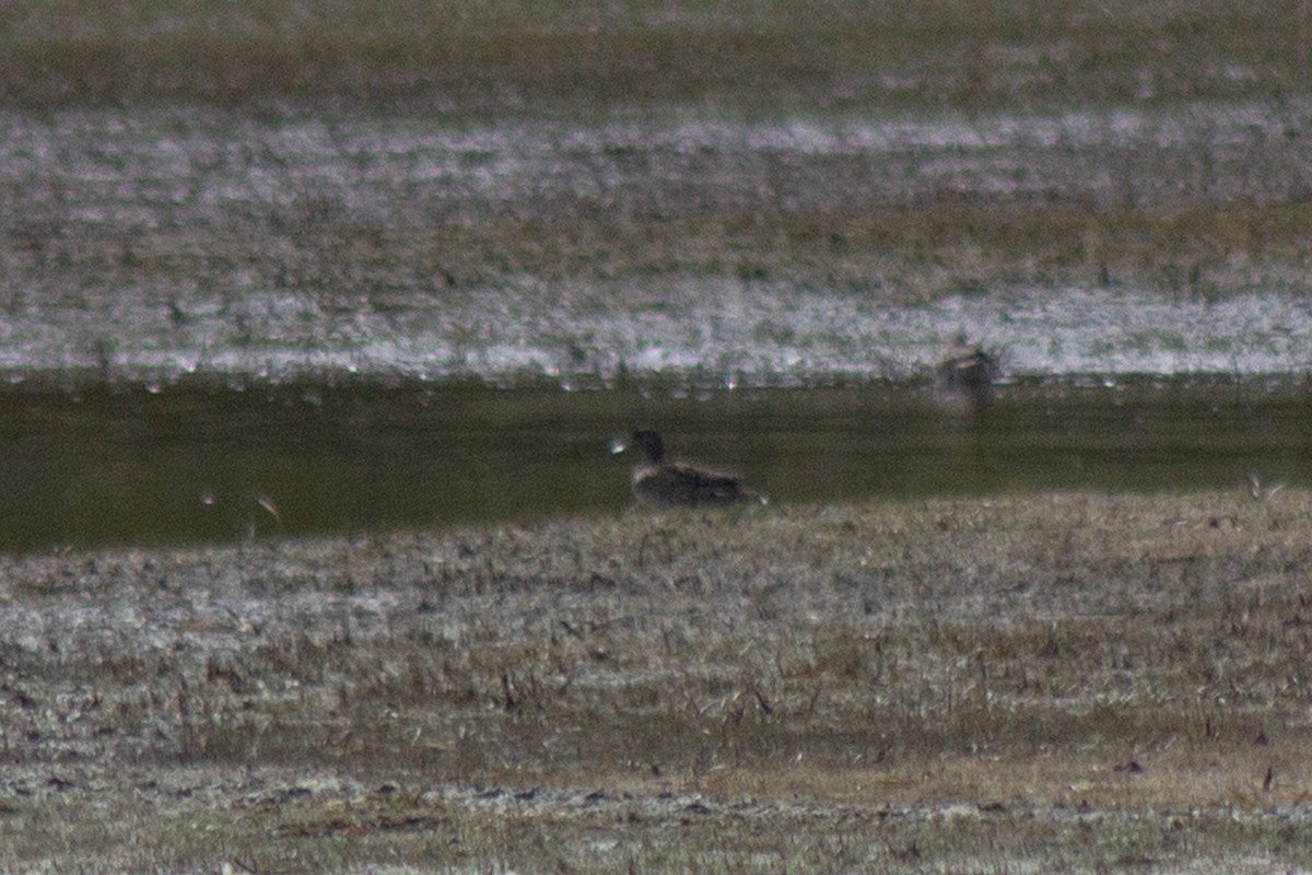American Black Duck - ML643627197