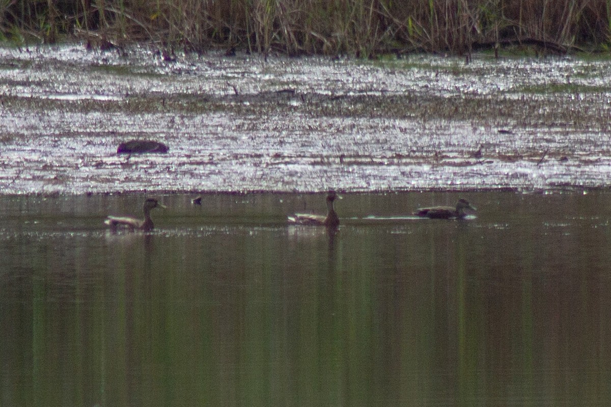 American Black Duck - ML643627200