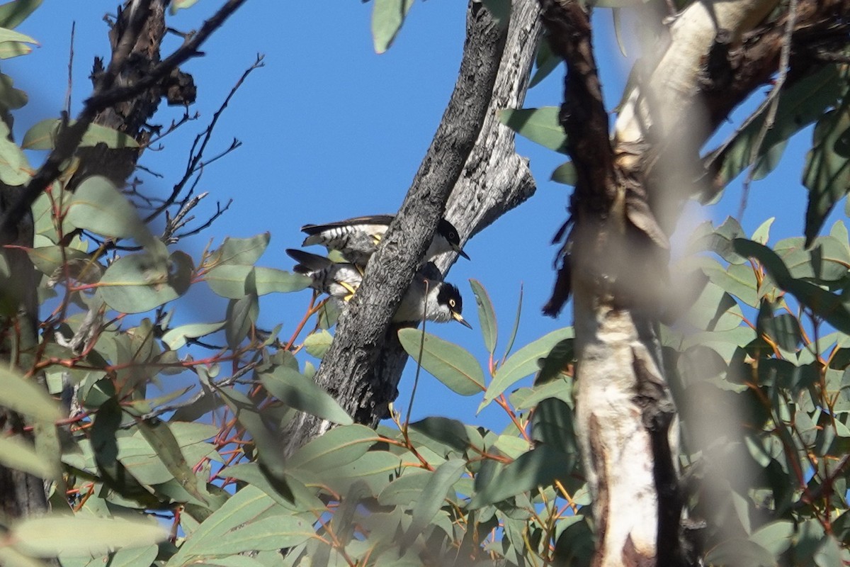 Varied Sittella - ML643627202