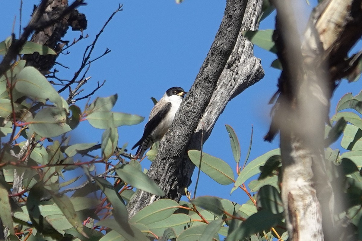 Varied Sittella - ML643627203