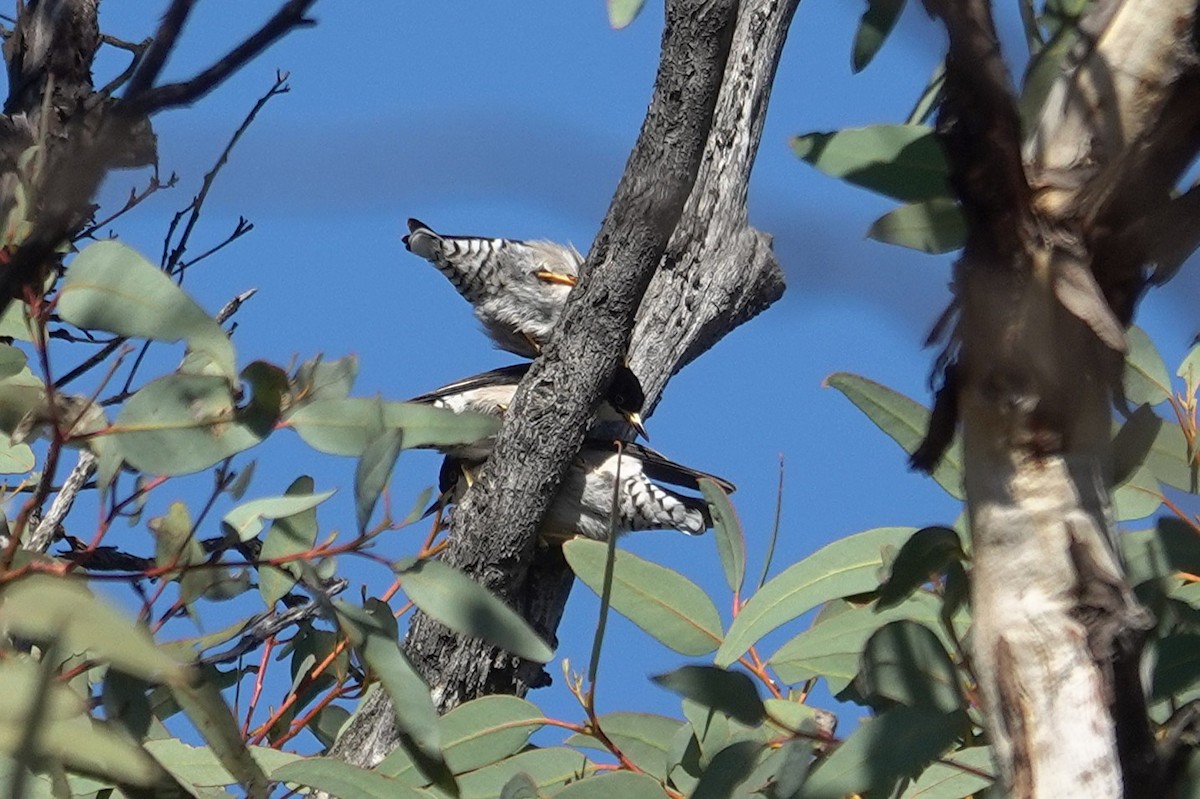 Varied Sittella - ML643627204