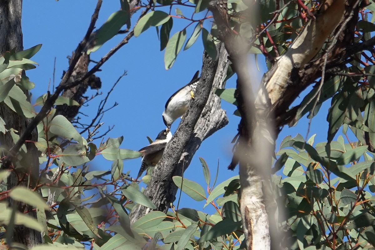 Varied Sittella - ML643627205