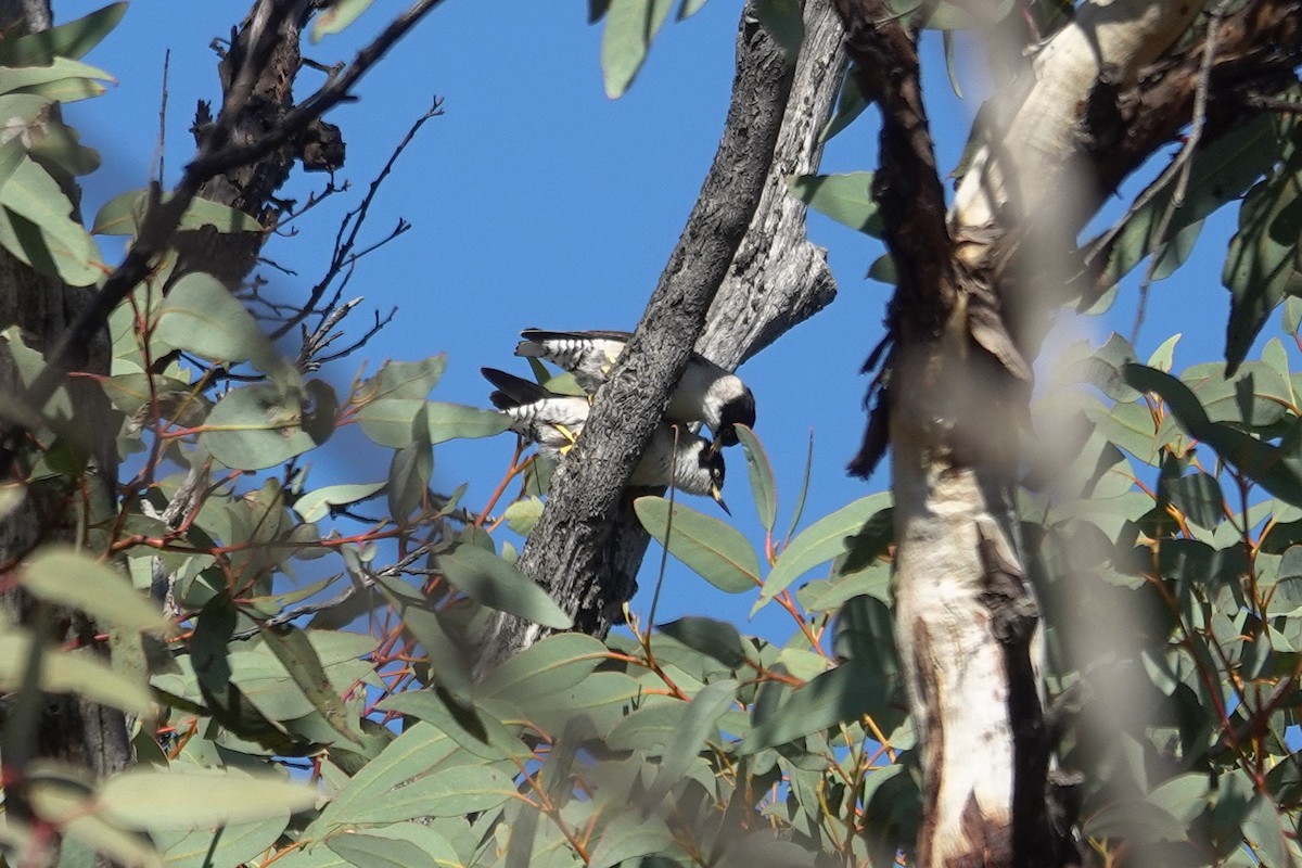 Varied Sittella - ML643627206