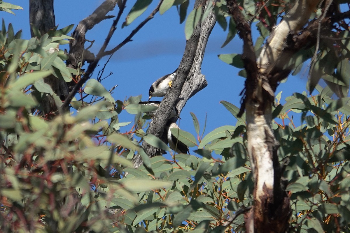 Varied Sittella - ML643627207