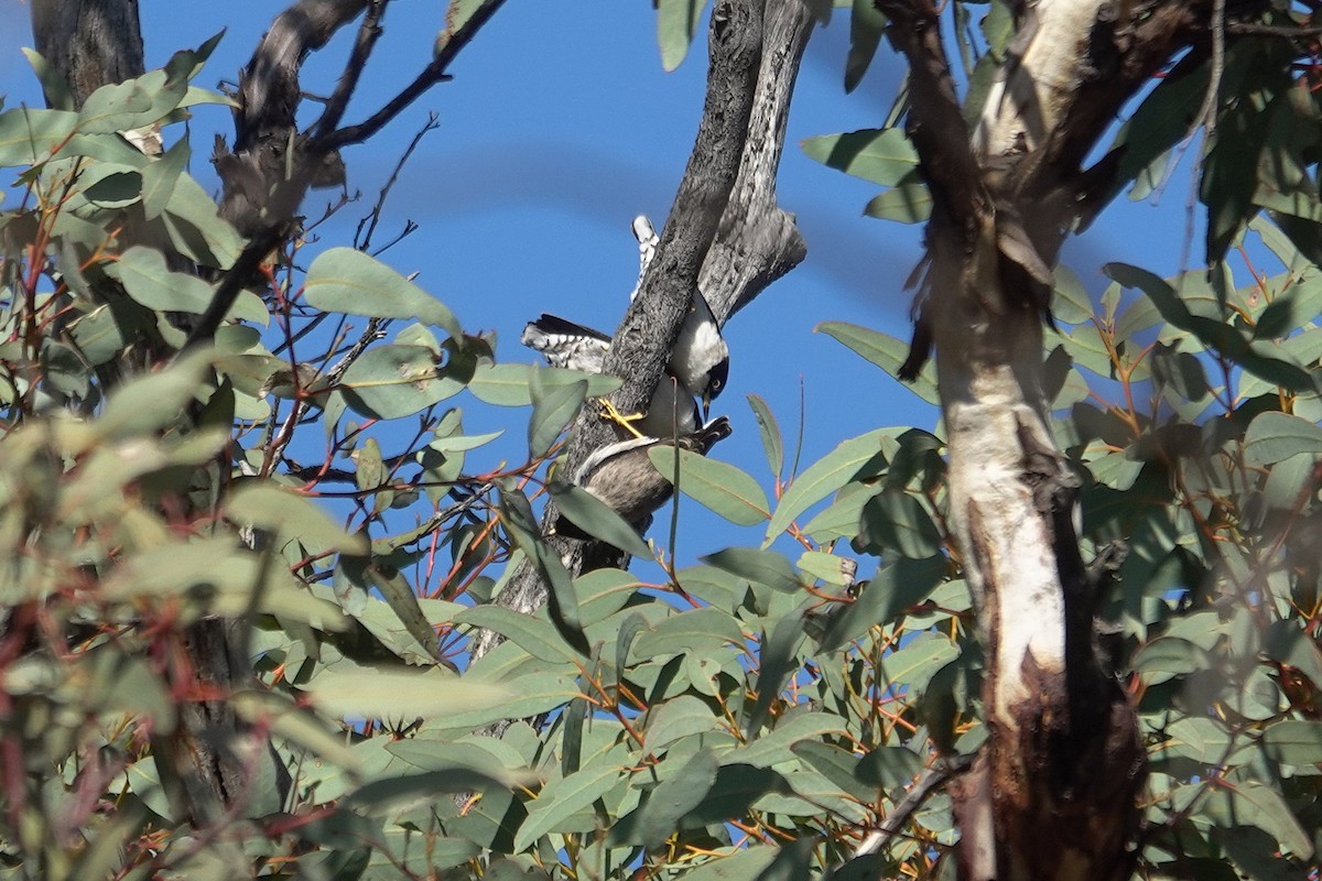 Varied Sittella - ML643627208