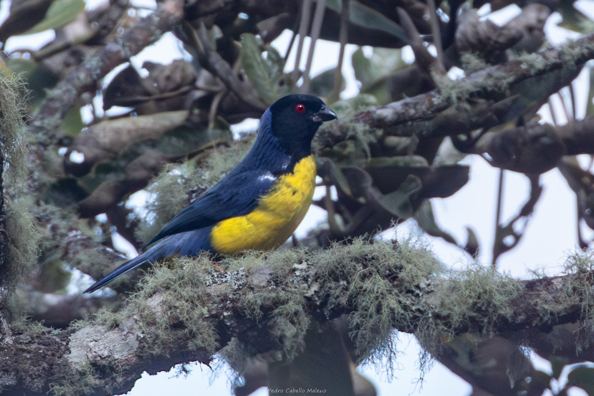 Hooded Mountain Tanager - ML643627216