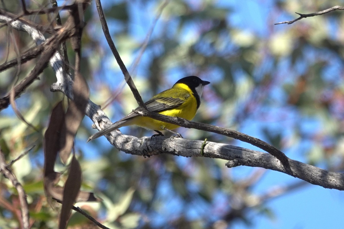 Golden Whistler (Western) - ML643627230