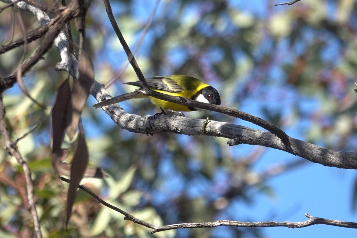 Golden Whistler (Western) - ML643627231