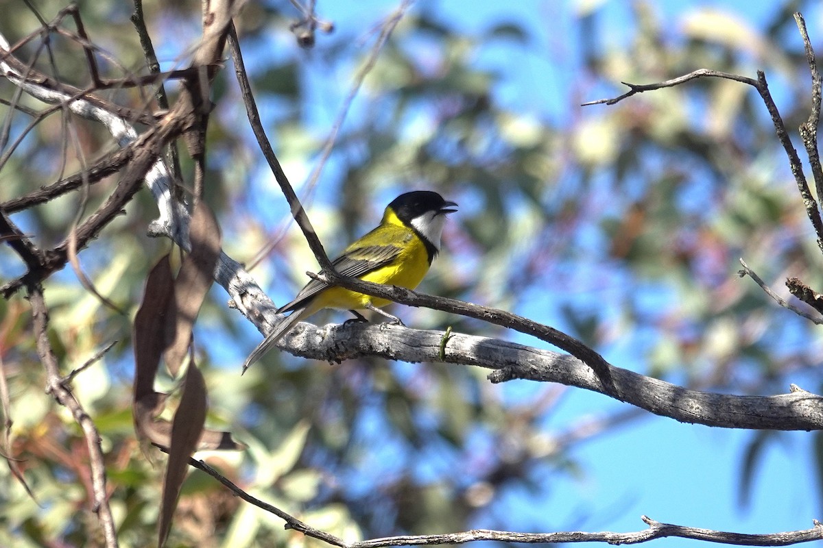 Golden Whistler (Western) - ML643627232