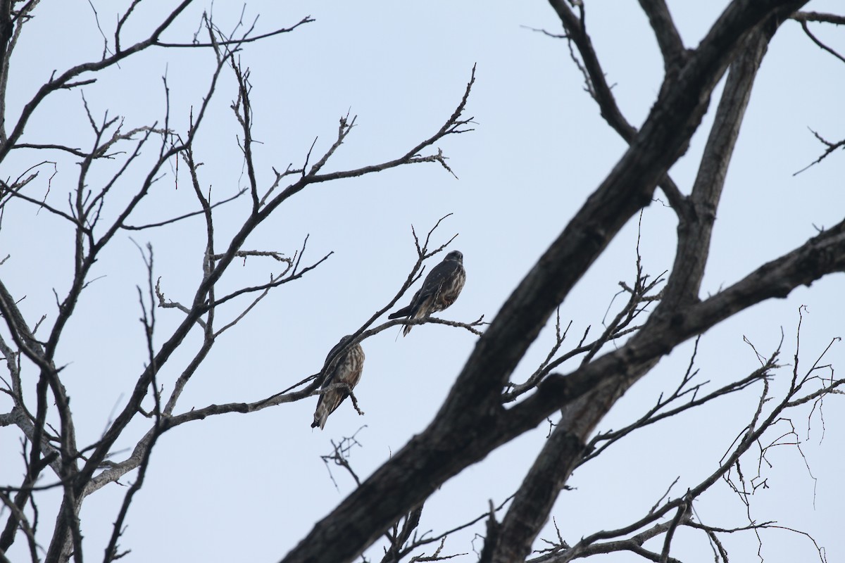 Mississippi Kite - ML643627237